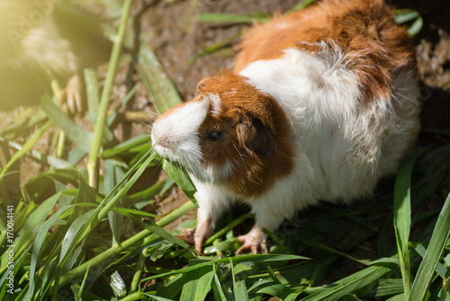 Guinea pig eating green grass in the Zoo.Thailand.