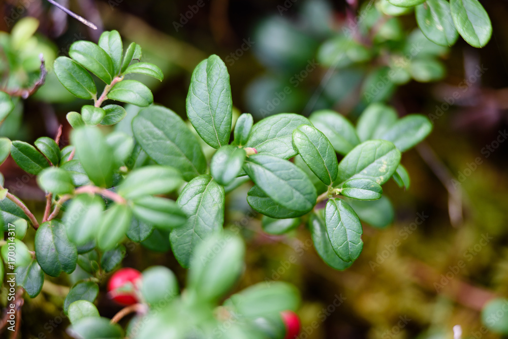 Ripe red lingonberry, partridgeberry, or cowberry grows in pine forest. Ripe red lingonberry, partridgeberry, or cowberry grows in pine forest.