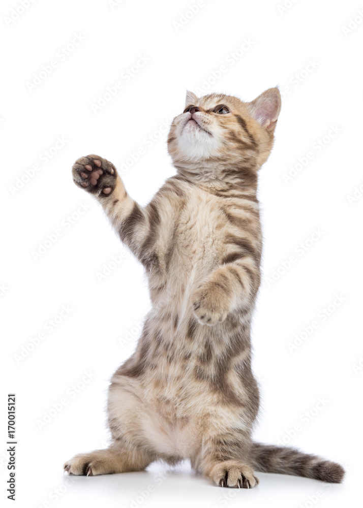Striped Scottish kitten pure breed dancing isolated Striped Scottish kitten pure breed dancing isolated