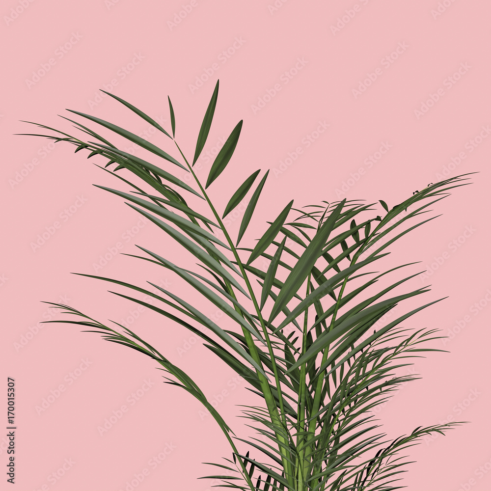 Fototapeta premium Palm leafs