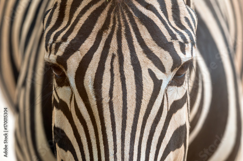 Close up of Zebra head including eye contact and fur pattern by face to face shot