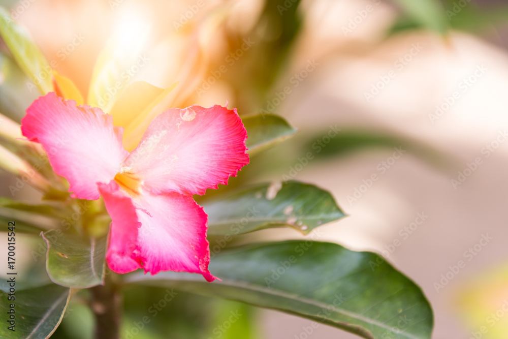 Pink flowers and green leaves in sunlight with soft color blured background.