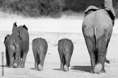 Elephants walking away from camera with perfect view of rear ends walking, Zimbabwe © paula