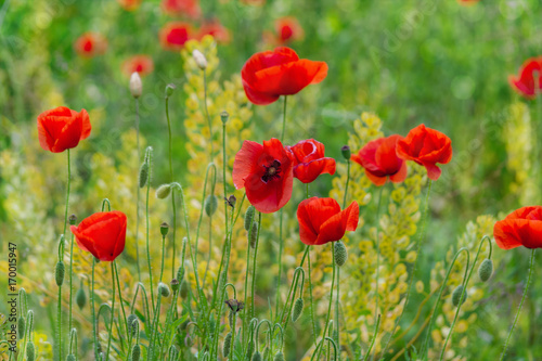 Floral background. Red poppies in green grass on a blurry background of lush meadow with bokeh effect