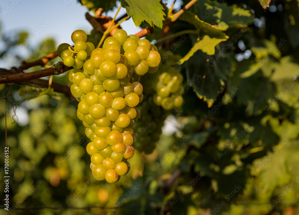 Fototapeta premium helle trauben, weiße trauben