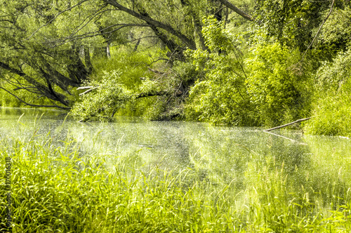 Schönau an der Donau, Donauauen, Österreich, NIederösterreich photo