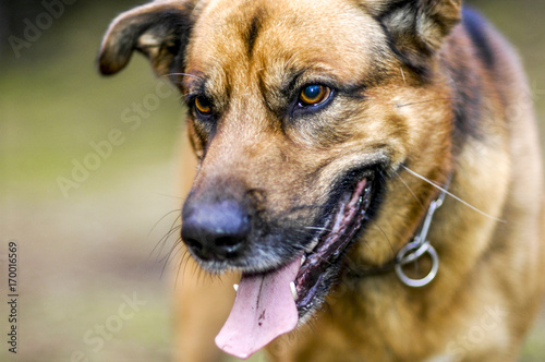 Hund, Haustier, Zunge © visualpower