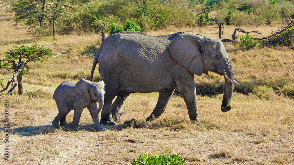 Fototapeta premium Elefant mit Nachwuchs