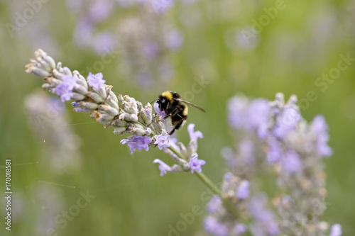 Im Lavendel