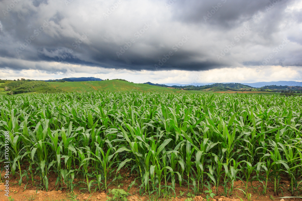 Green corn field background Green corn field background