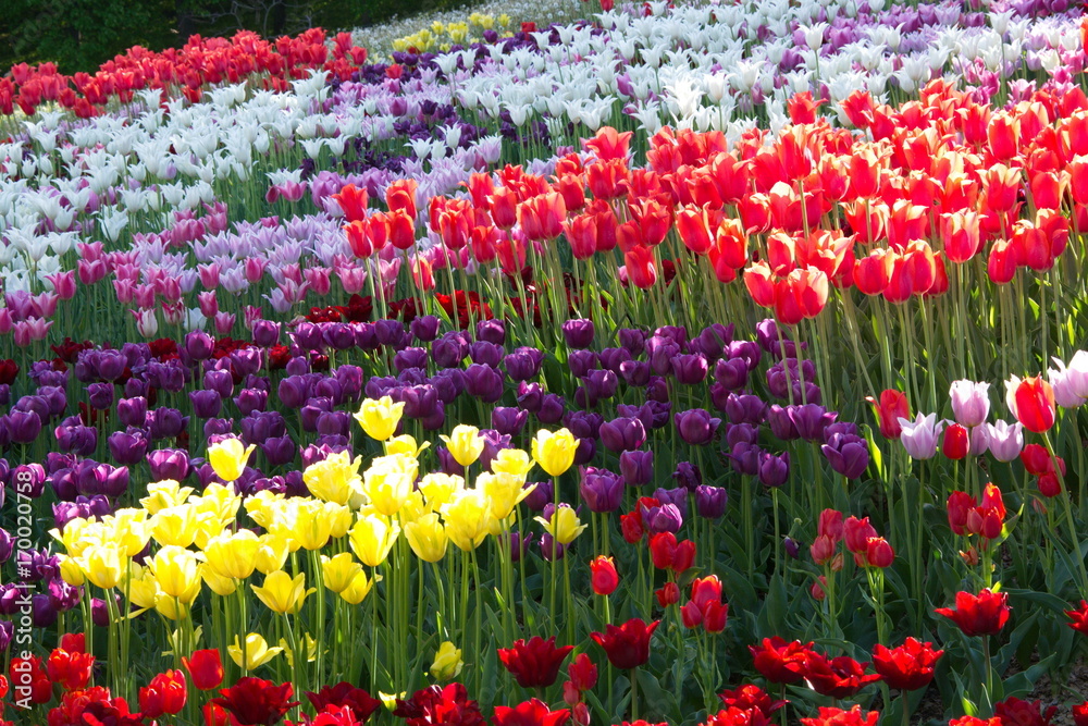 Bright colors of spring tulips
