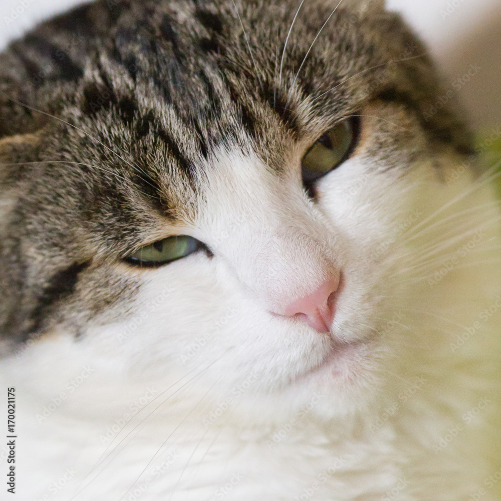 Cat sleeping in a green child seat