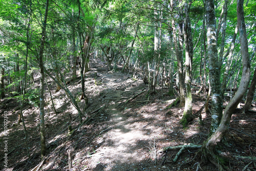 徳島県三好市 三嶺 遊歩道からの風景 徳島県三好市 三嶺 遊歩道からの風景