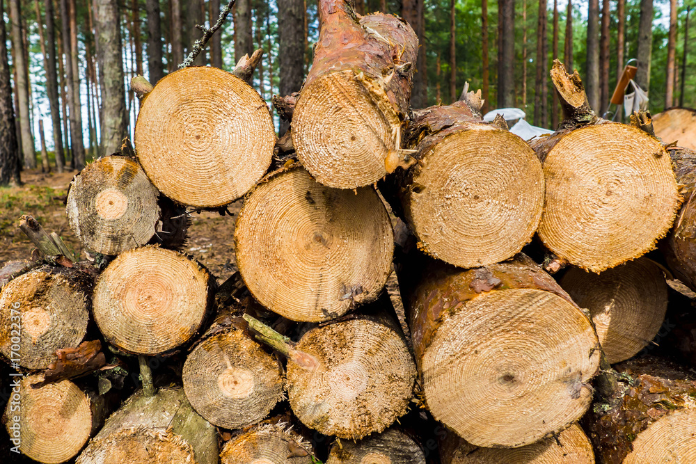 Severed tree trunks. The texture of cut wood. Hiking fuel for camping. Natural chopped wood. Severed tree trunks. The texture of cut wood. Hiking fuel for camping. Natural chopped wood.