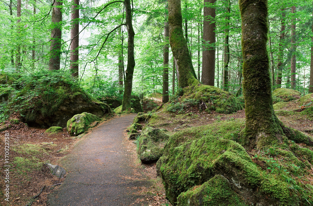 Fototapeta premium road in the forest