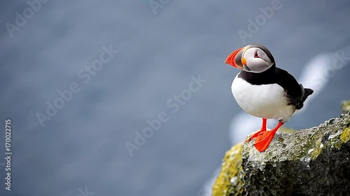 Puffin dressing on the cliff of Latrabjarg in Iceland