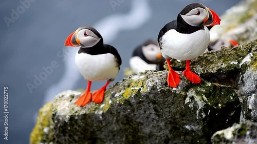Puffin dressing on the cliff of Latrabjarg in Iceland photo
