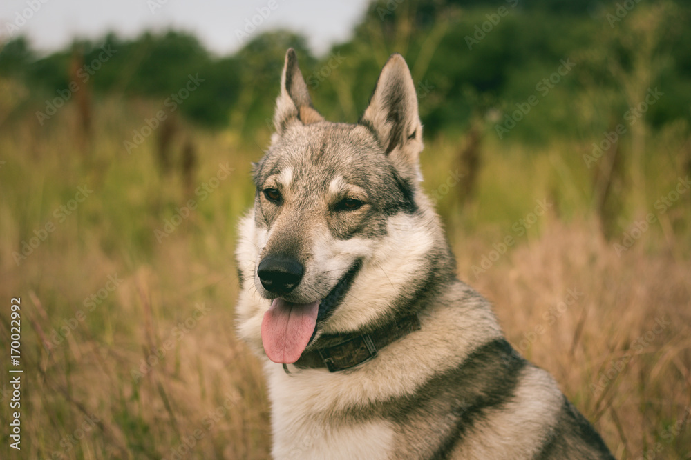 Pictures of grey wolf dog,russian hunting dog , west siberian laika posing in fields Pictures of grey wolf dog,russian hunting dog , west siberian laika posing in fields
