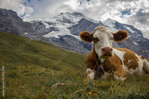 Relaxing cow in front of the mountains Jungfrau and Mönch