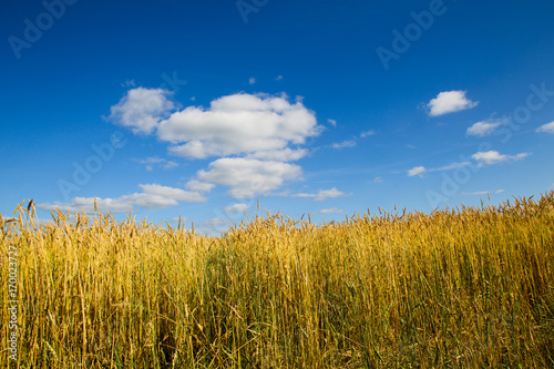 Wheat field on a summer sunny day