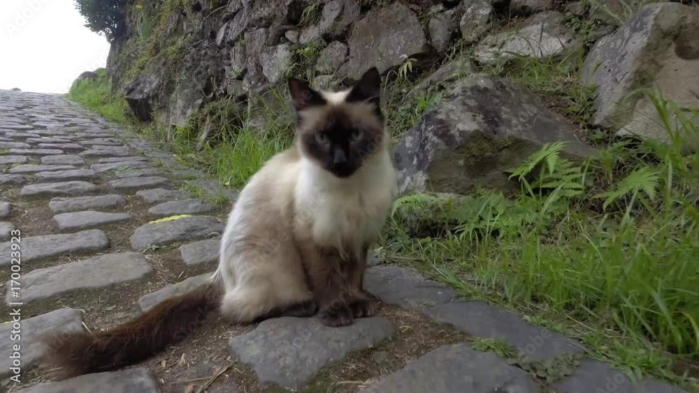 schönste katze der welt