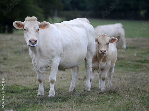 vache et veau © pascal bierret