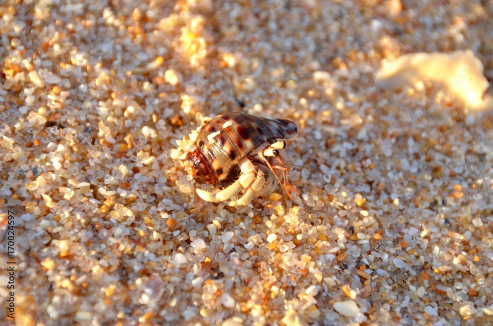 Hermit crab Hermit crab