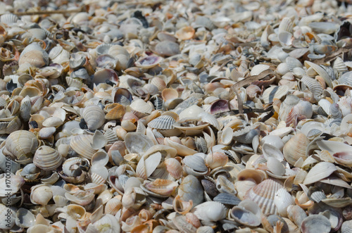 Sea shells