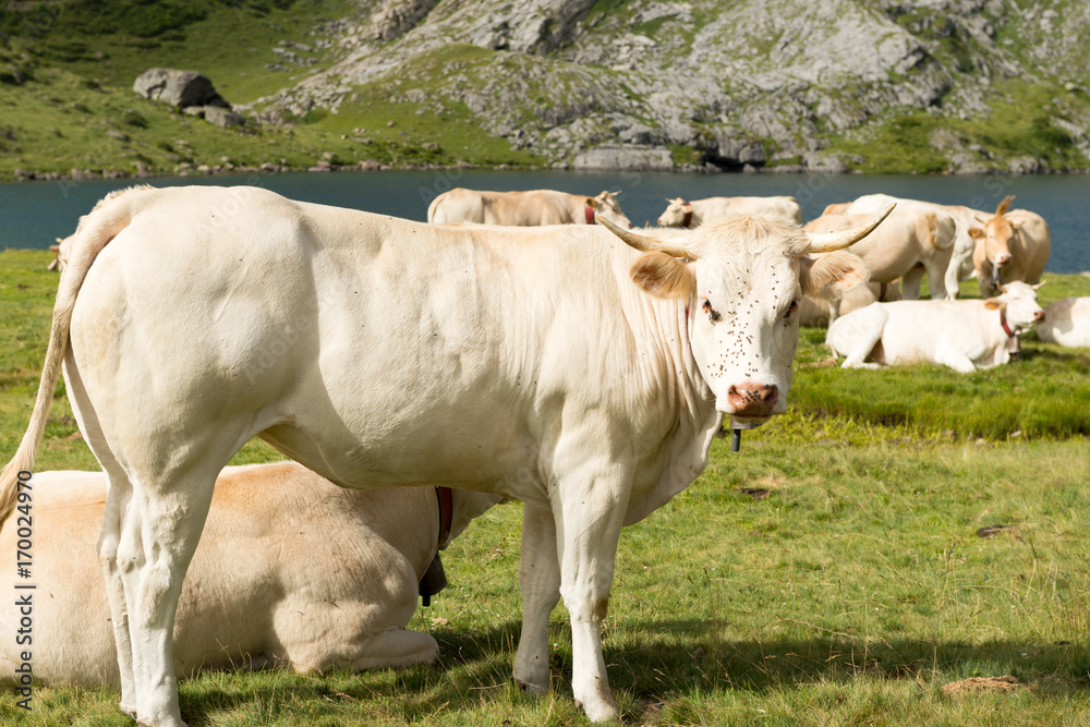 Herd of cows in the alpine pastures near a lake Herd of cows in the alpine pastures near a lake