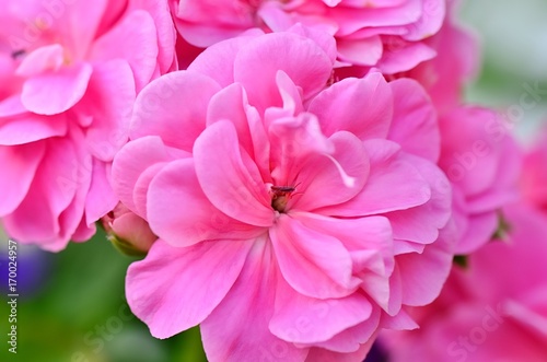 Fototapeta Naklejka Na Ścianę i Meble -  Pelargonium close up  /  Close up of the pink pelargonium from our garden.