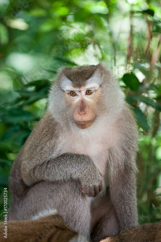 Detail Portrait von einem Makaken Afffen welcher auch long tailed, crab-eating or cynomolgus macaque genannt wird