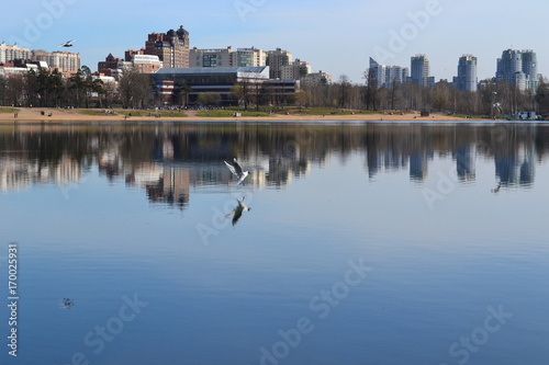 the gull flying above the pond against the skyline of the modern city