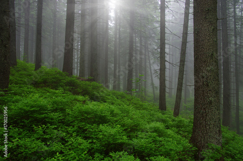 Trees in forest