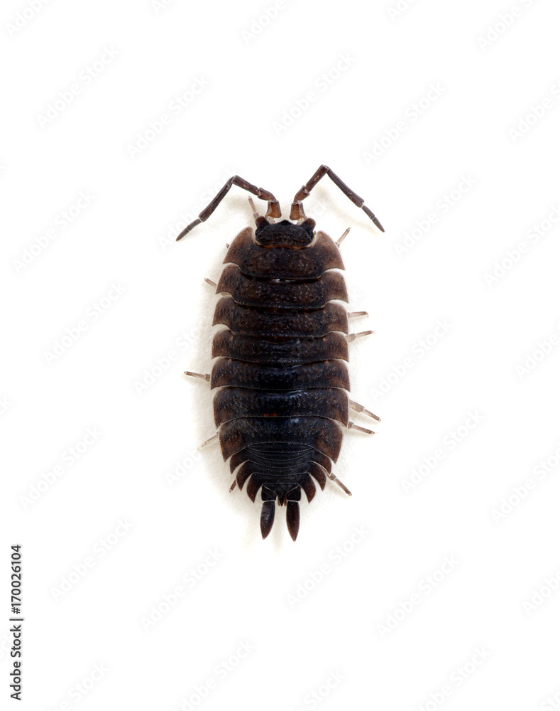 Woodlouse isolated on white Woodlouse isolated on white