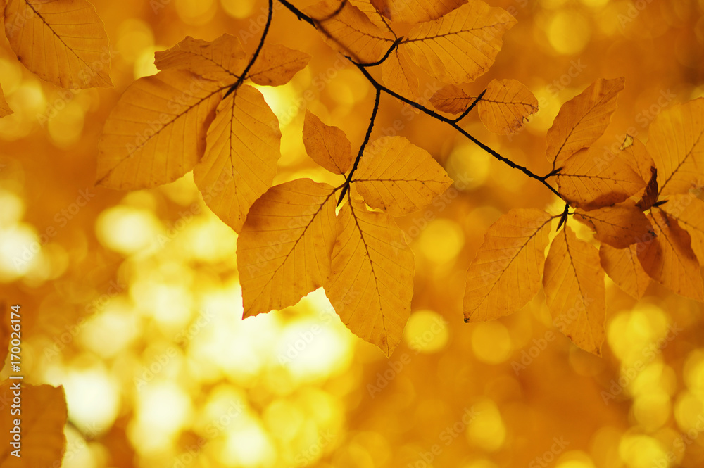 Fototapeta premium Autumn leaves background.