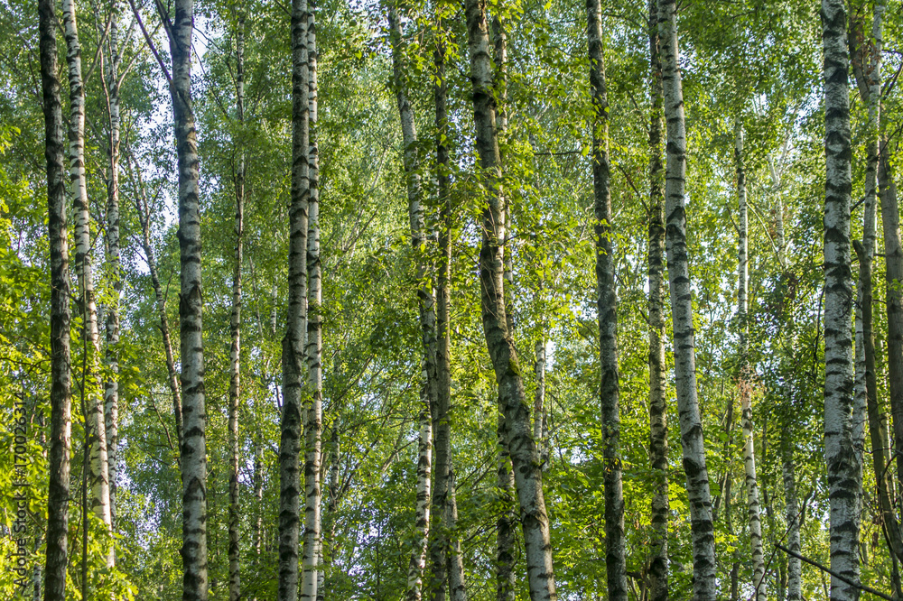 Birch trees against blue sky. Forest in a sunny sunner day.