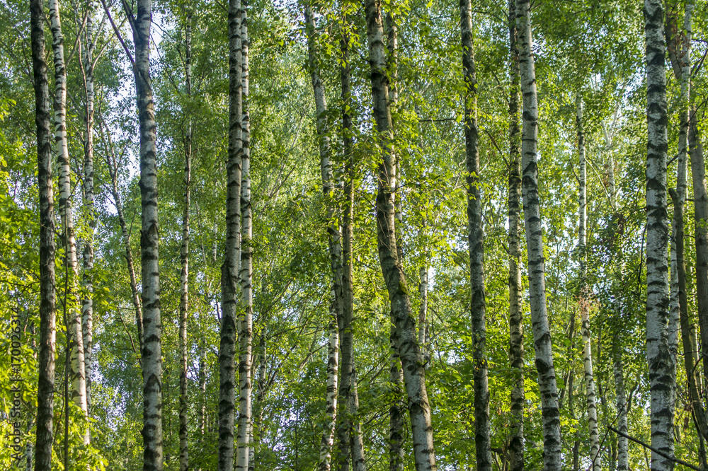 Birch trees against blue sky. Forest in a sunny sunner day. Birch trees against blue sky. Forest in a sunny sunner day.