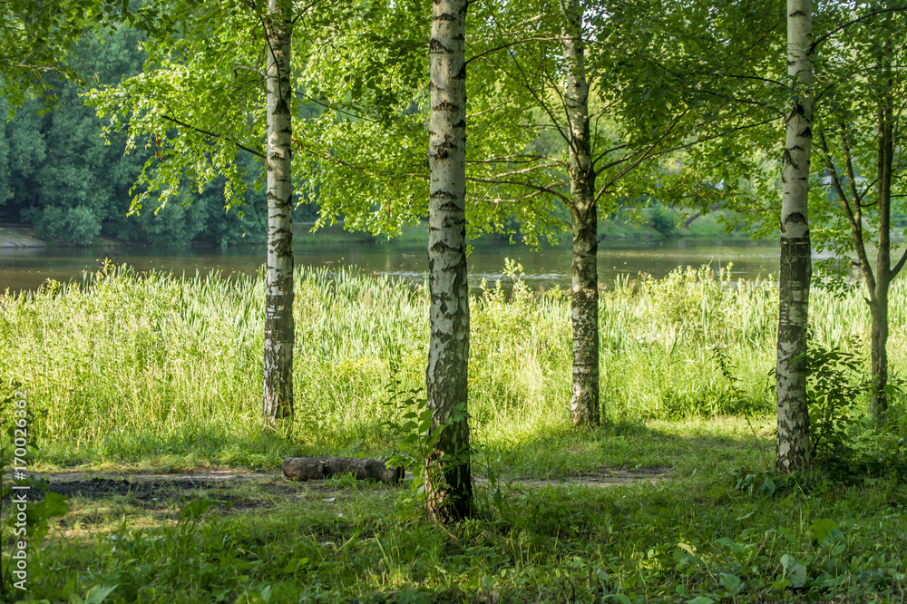 Birch trees on banck of the river Birch trees on banck of the river