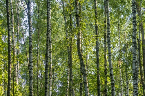 Birch trees against blue sky. Forest in a sunny sunner day.