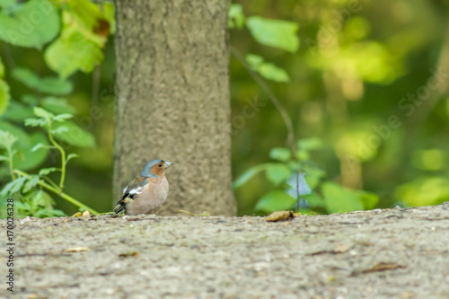 finch bird in the summer forest