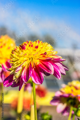 Fototapeta Naklejka Na Ścianę i Meble -  Beautiful yellow magenta dahlia. Sky background, evening light