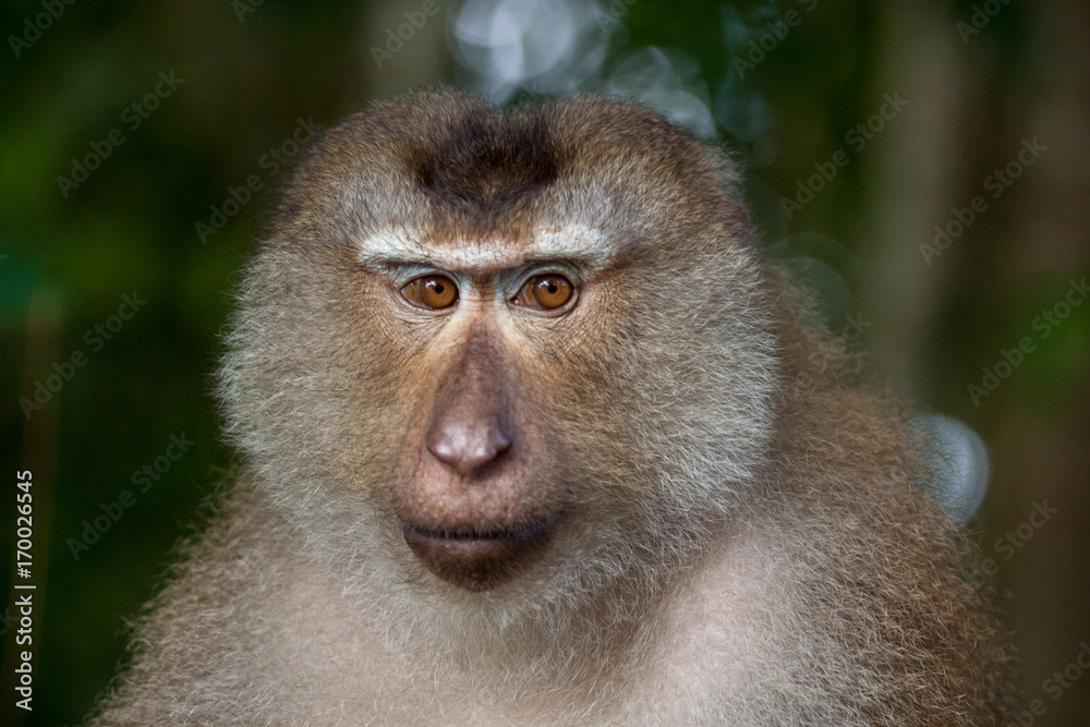 Detail Portrait von einem Makaken Afffen welcher auch long tailed, crab-eating or cynomolgus macaque genannt wird Detail Portrait von einem Makaken Afffen welcher auch long tailed, crab-eating or cynomolgus macaque genannt wird