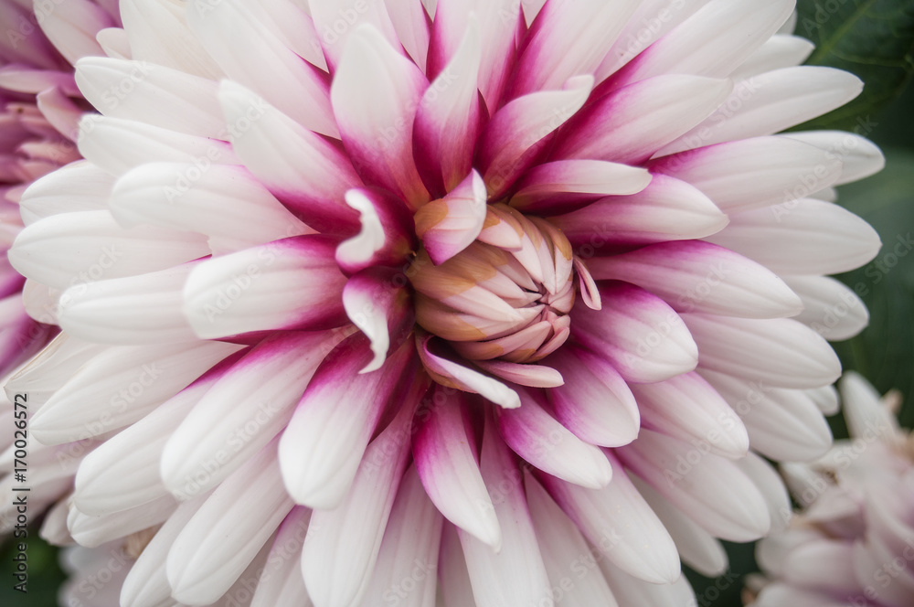 Fototapeta premium Dahlia
