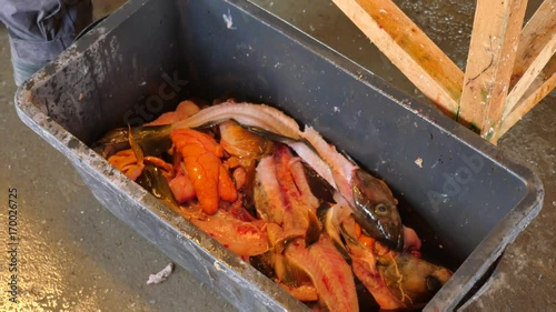 A man  throws bloody fish skeleton into a plastic waste box. The skeleton of the cod fish after removing the fillet from the fish hips. Male legs in heavy rubber boots steps around the crate. 