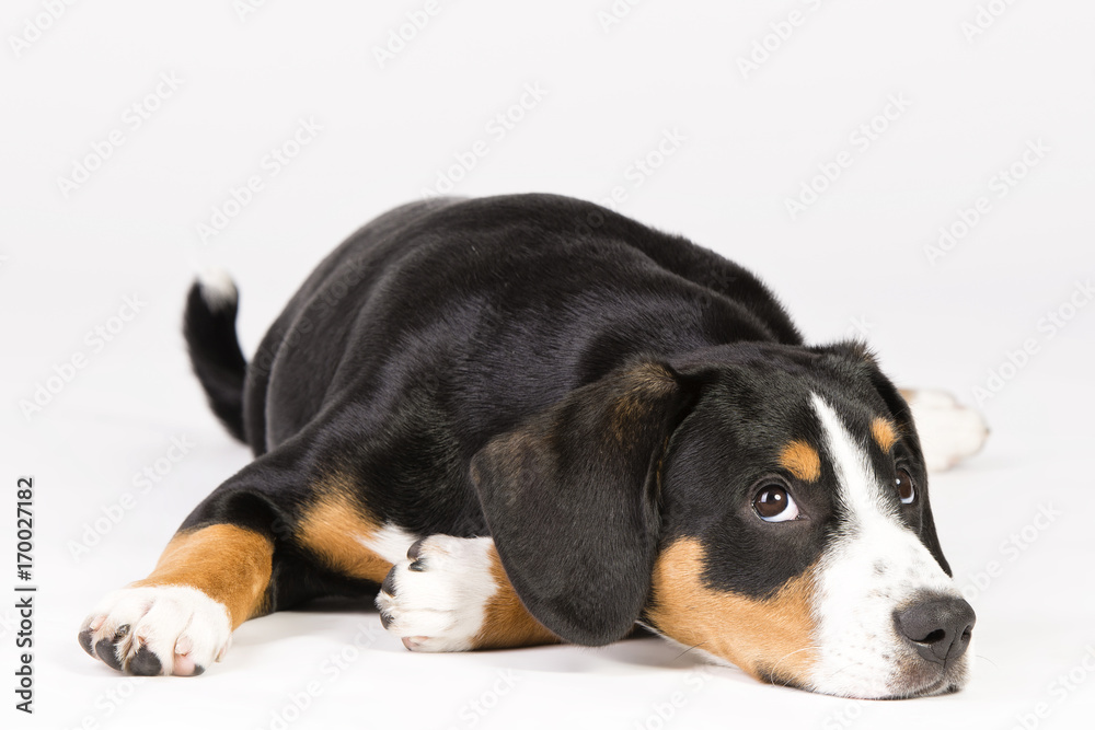 Süßer Hund 8 Süßer Hund 8