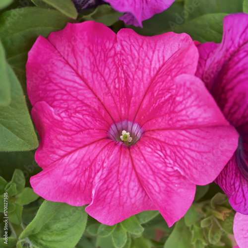 vibrant pink petunia flower closeup in the garden