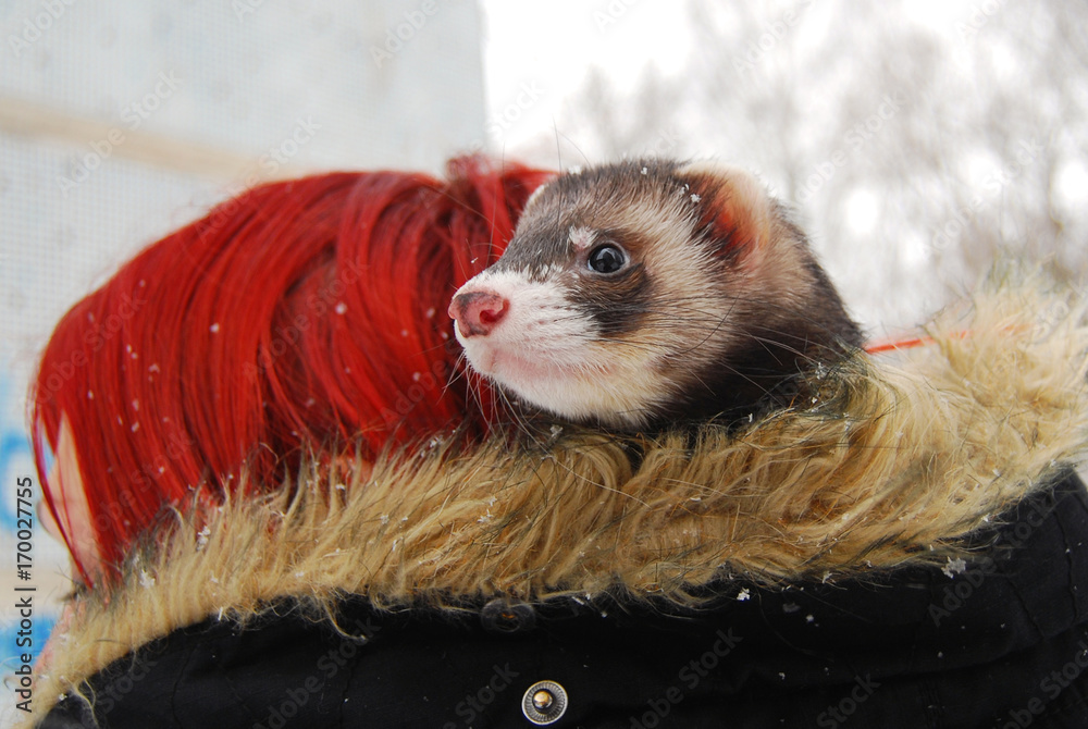 Sable ferret sitting in a haired girl's hood Stock Photo | Adobe Stock