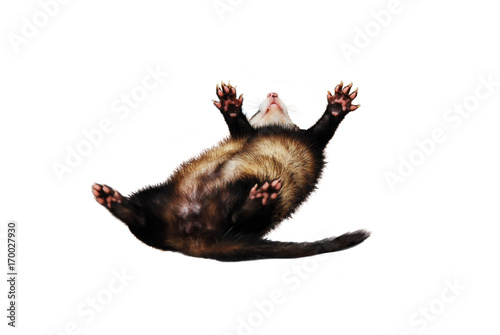 Sable ferret playing and rolling around (isolated) photo