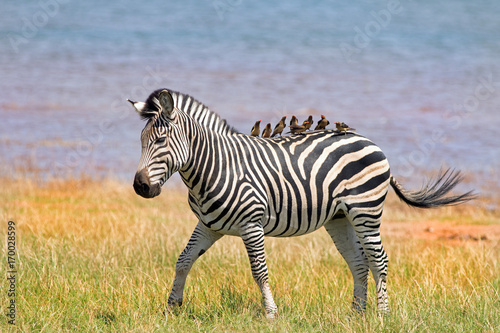 Tableau sur toile Burchell Zebra on the shoreline of Lake Kariba with many oxpeckers perched on it