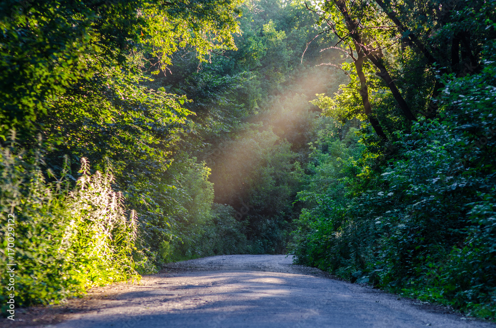 Obraz premium Forest Road